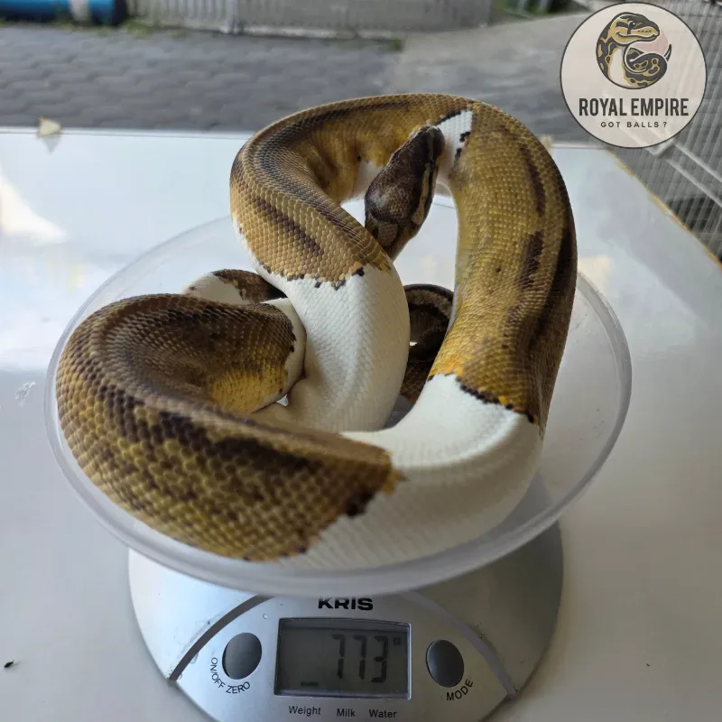 Pastel Pied