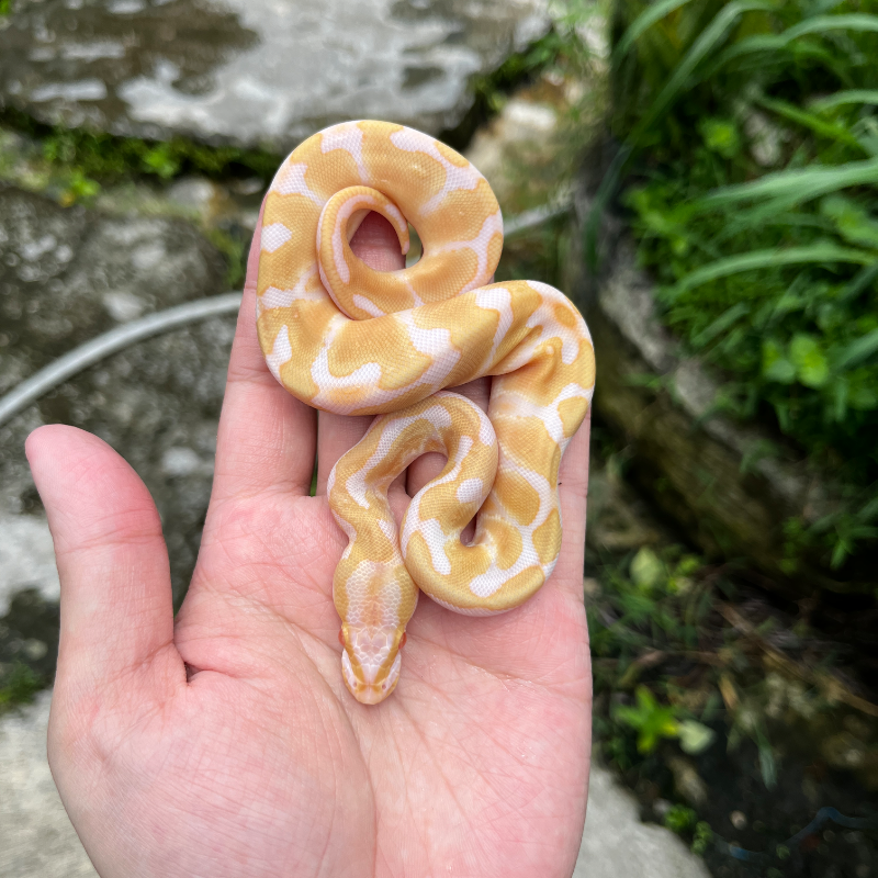 Enchi (Orange Dream) Albino Pos Het Pied