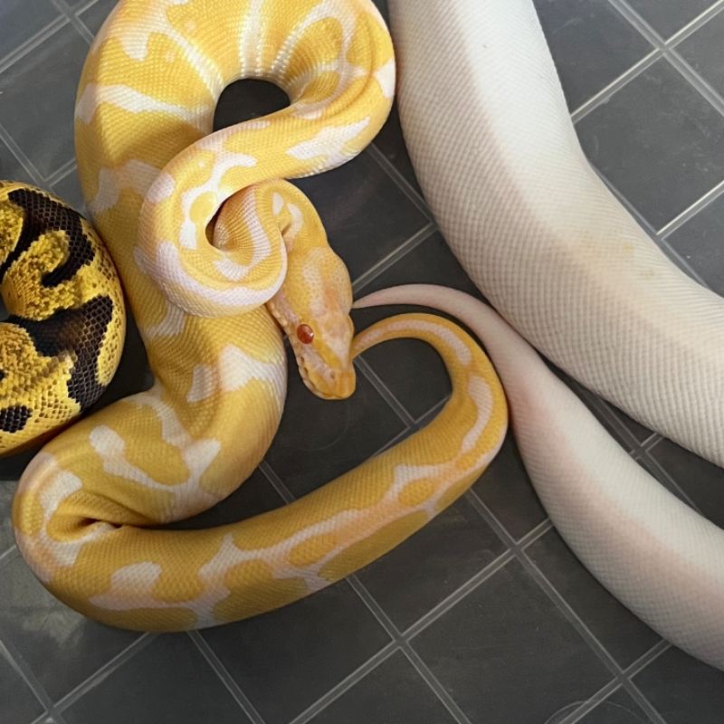 Enchi (Orange Dream) Albino Pos Het Pied