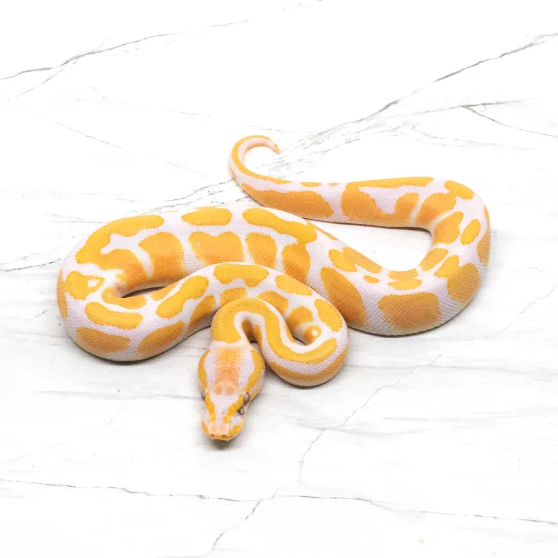 Lavender Albino Het Pied