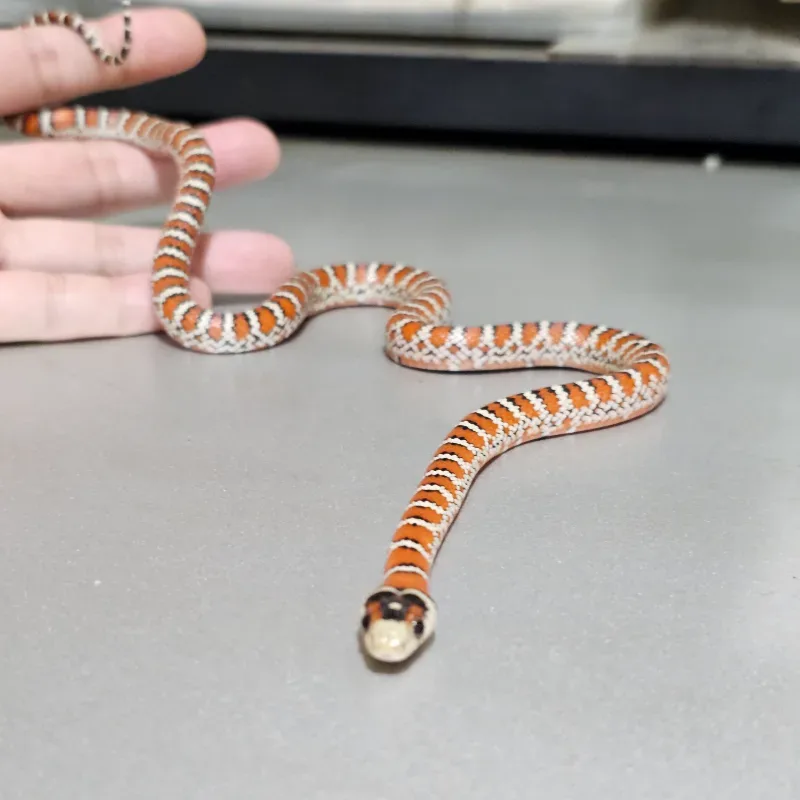 Chihuahuan mountain kingsnake