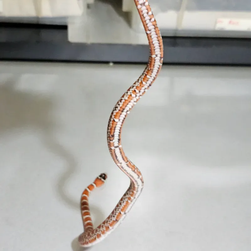 Chihuahuan mountain kingsnake