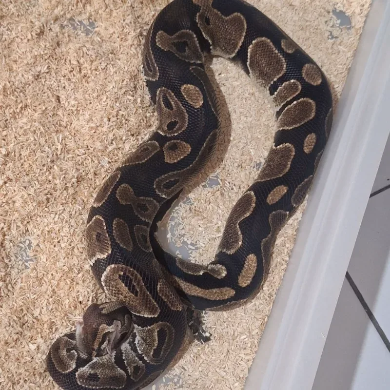 Proven - Normal Het Genetic Stripe