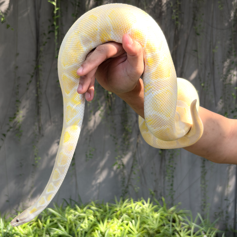 Lavender Albino Mojave