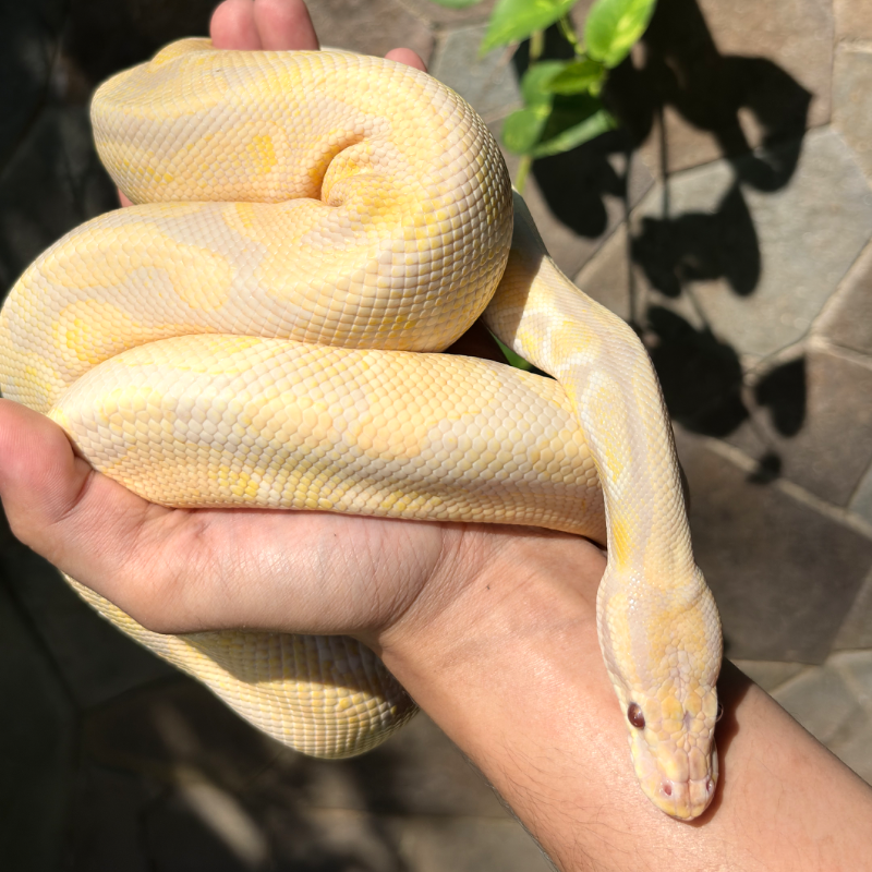 Lavender Mojave 2