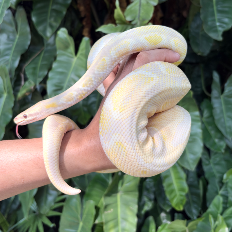 Lavender Mojave 3
