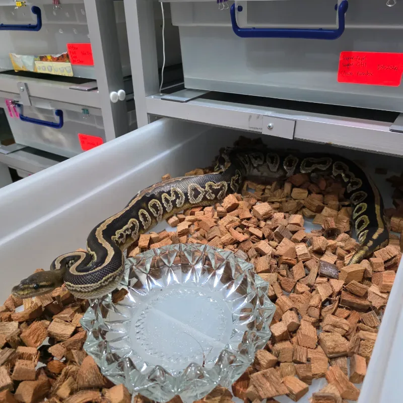 Black Pastel Cypress het Hypo