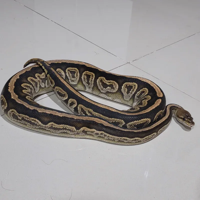 Black Pastel Cypress het Hypo 2