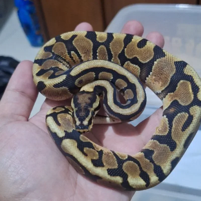 Spotnose Enchi Het Clown