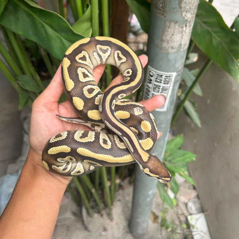Mojave Dh Hypo Clown