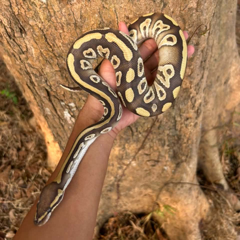 Mojave Dh Hypo Clown
