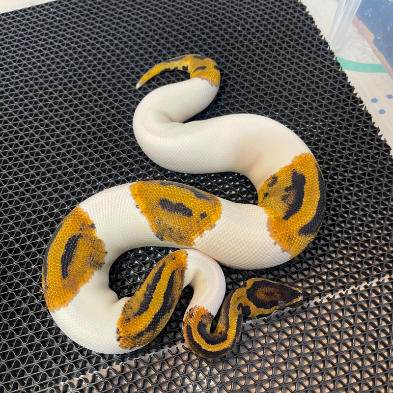 Pied