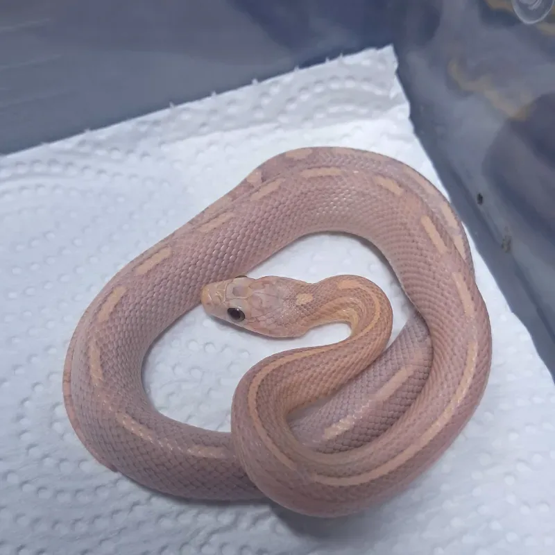 Miami lavender pinstripe het hypo