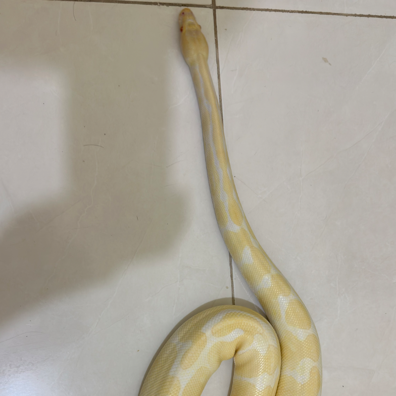 Albino ph Lavender