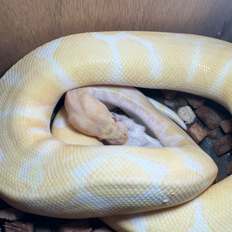 Albino ph Lavender
