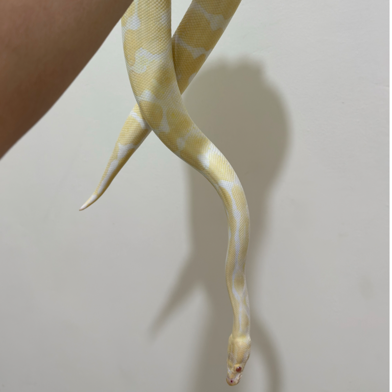 Albino ph Lavender