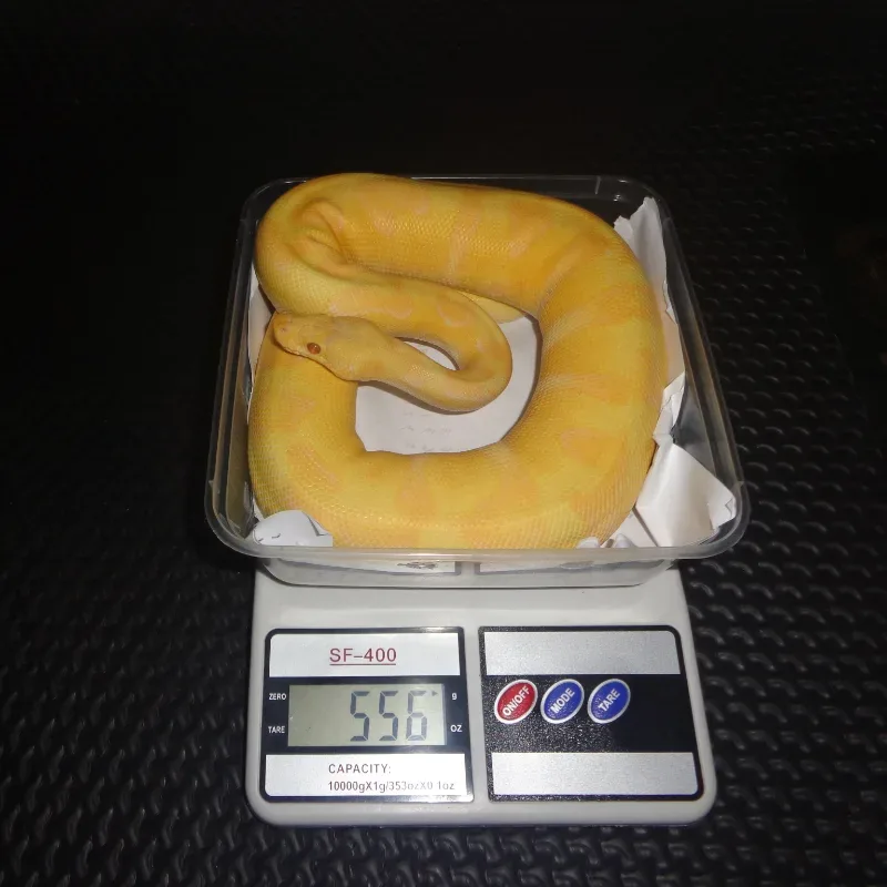 Pastel enchi grail