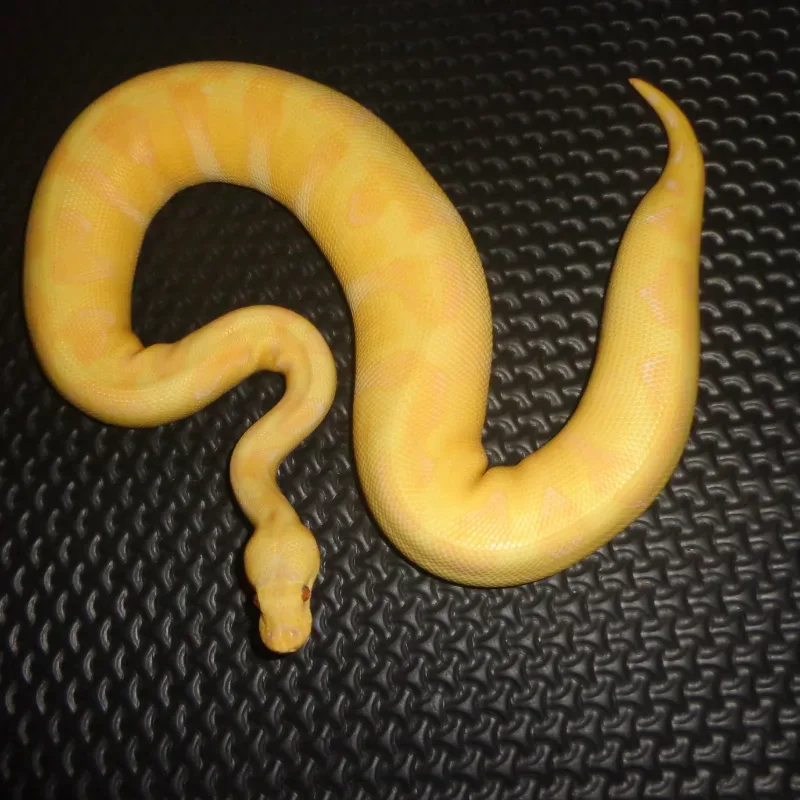 Pastel enchi grail
