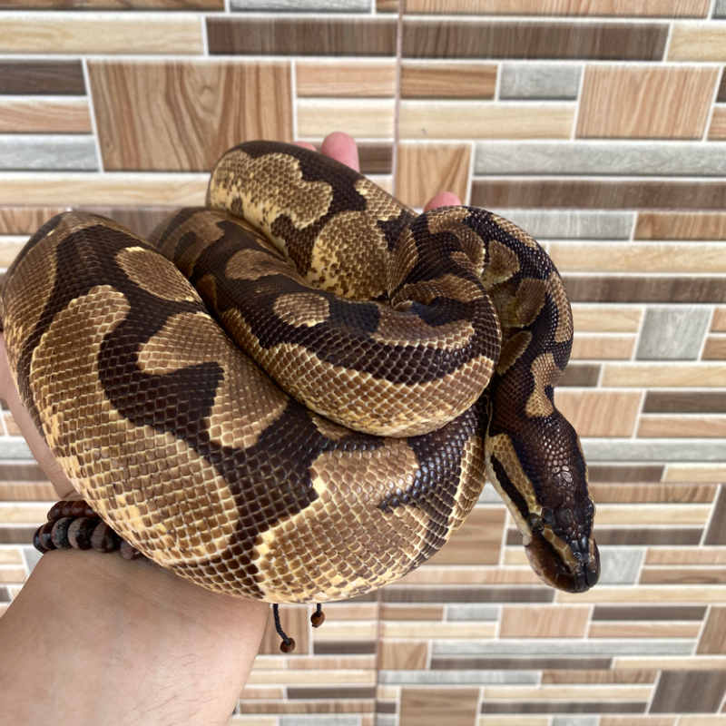 Enchi YellowBelly het Albino