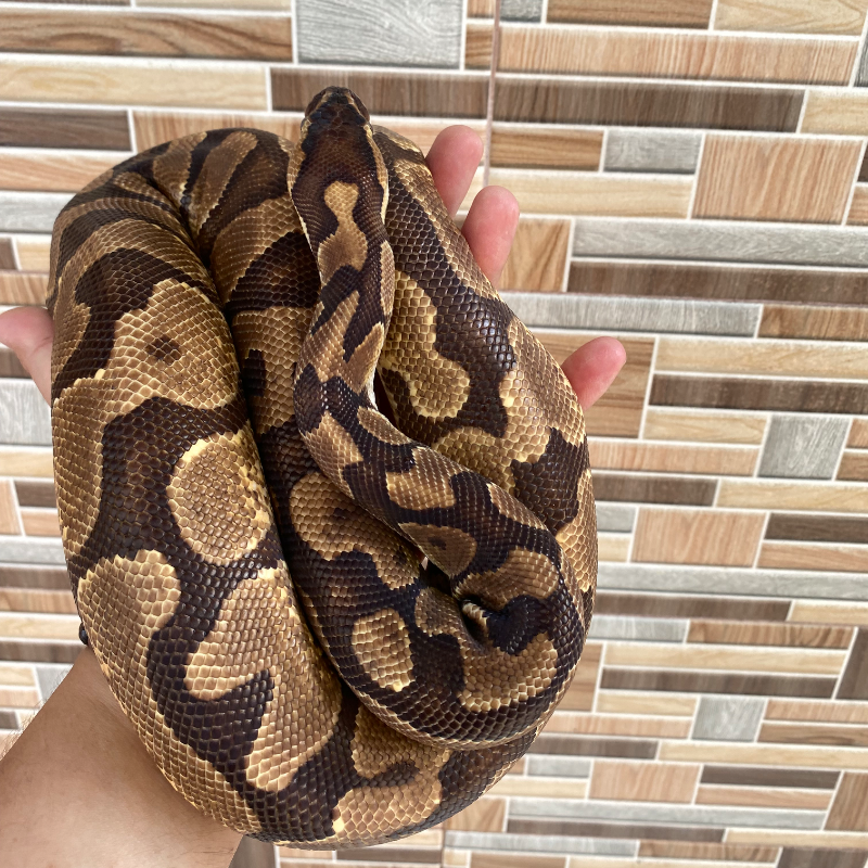 Enchi YellowBelly het Albino