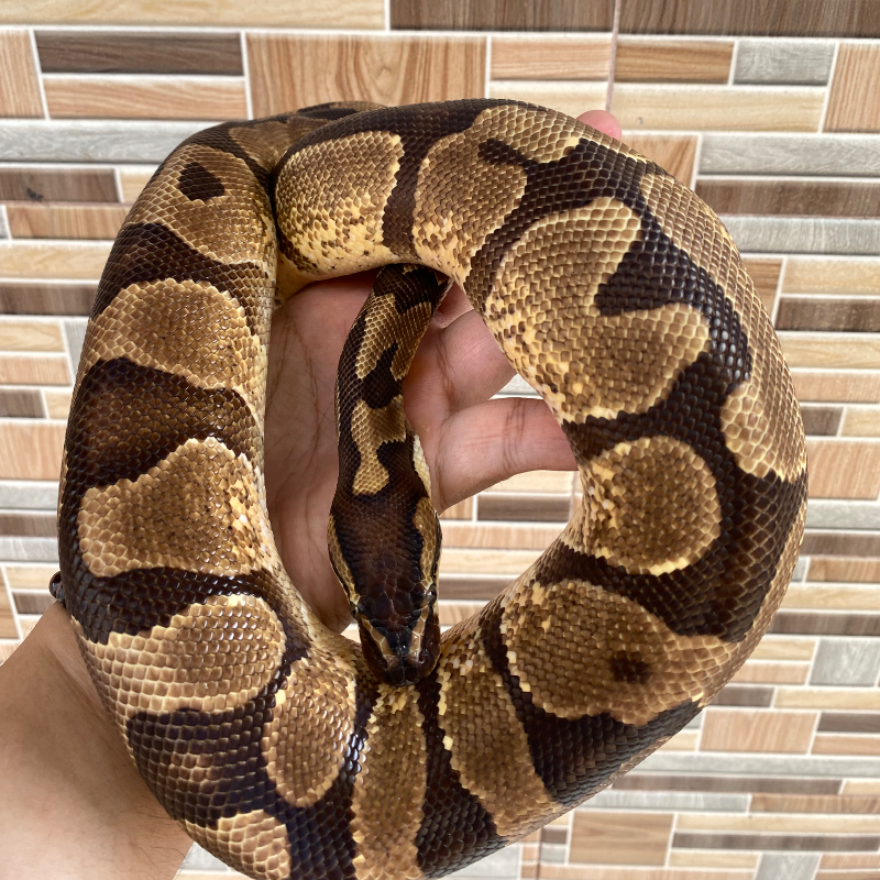 Enchi YellowBelly het Albino