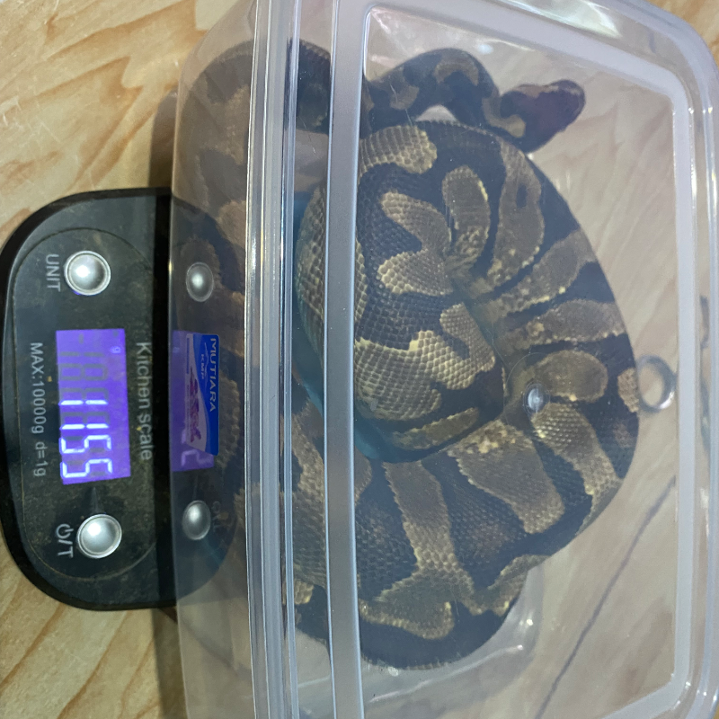 Enchi YellowBelly het Albino