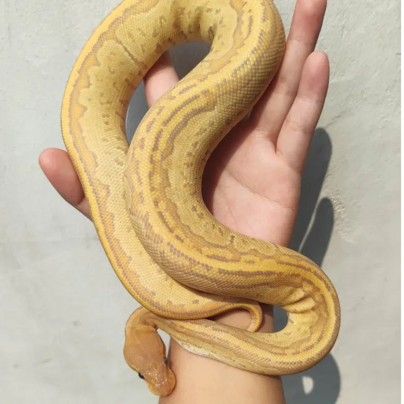 Ultramel Hypo Pinstripe