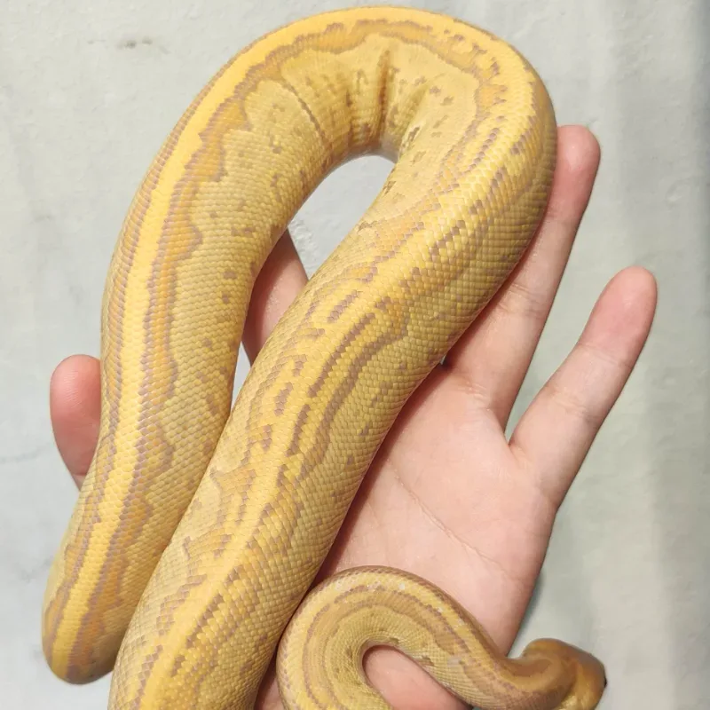 Ultramel Hypo Pinstripe