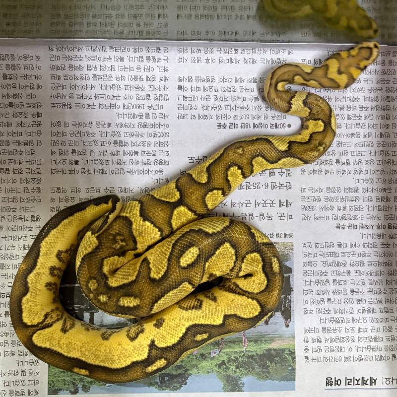 Fire Yellowbelly Clown Het Hypo