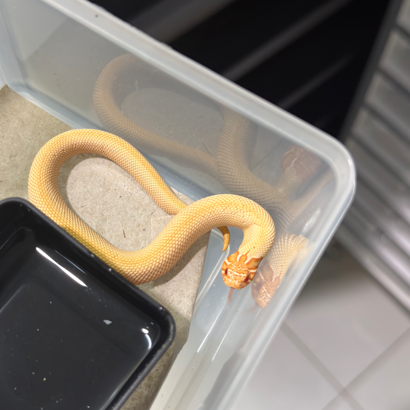 Super Anaconda Albino Het Toffeebelly Het Axanthic