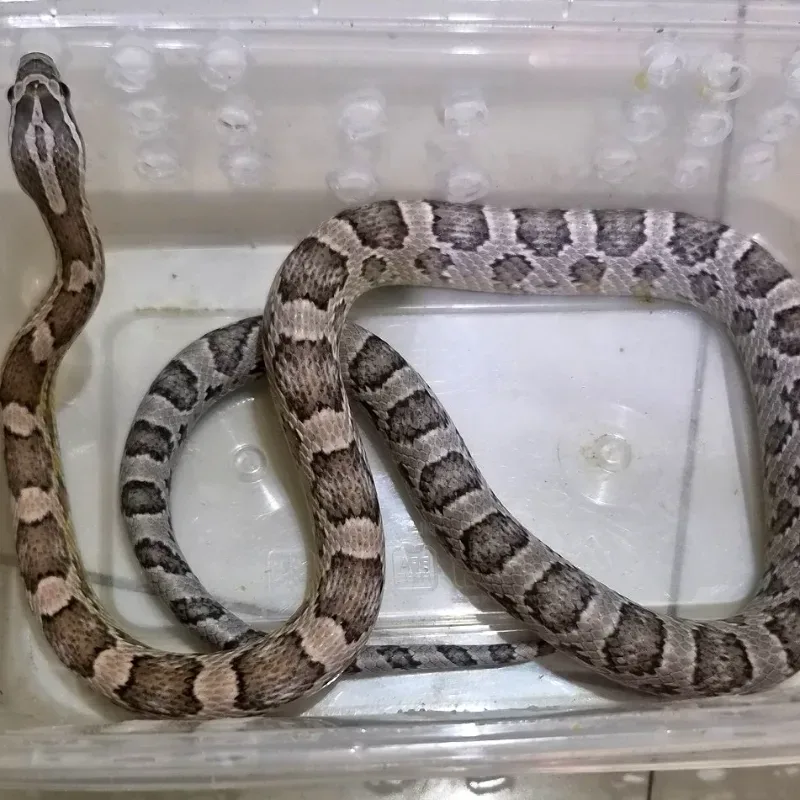 Corn Snake Anery