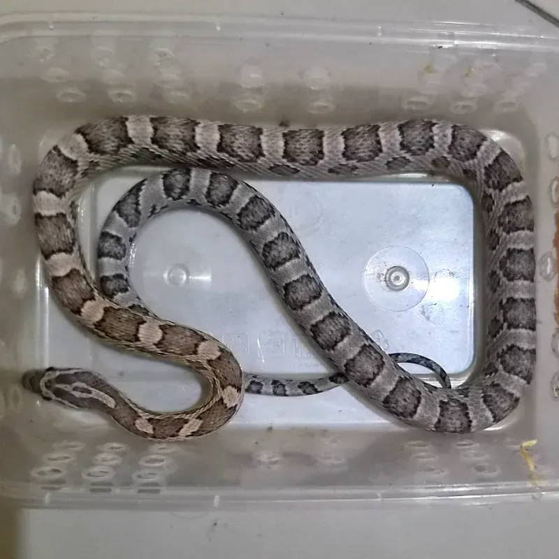 Corn Snake Anery