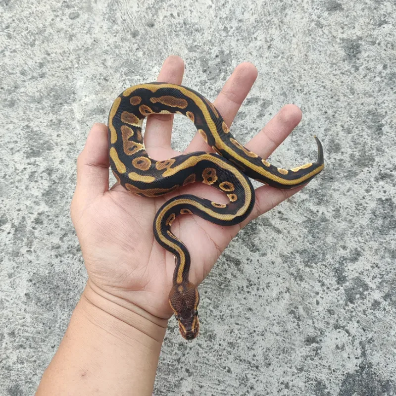 Phantom Het Desert Ghost Het Clown