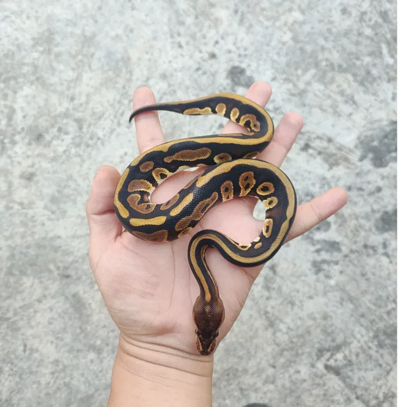 Phantom Het Desert Ghost Het Clown