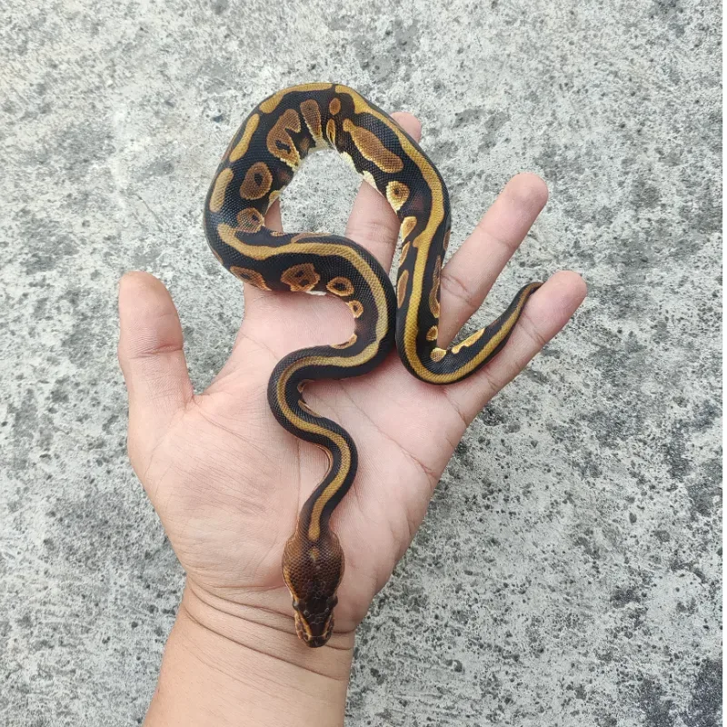 Phantom Het Desert Ghost Het Clown