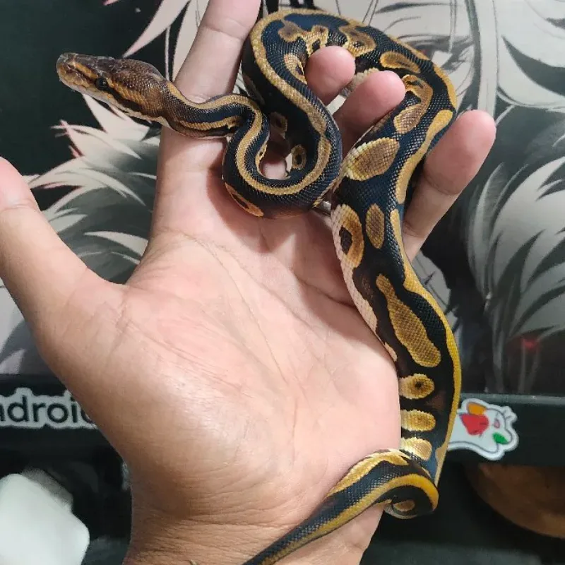 Phantom Het Desert Ghost Het Clown