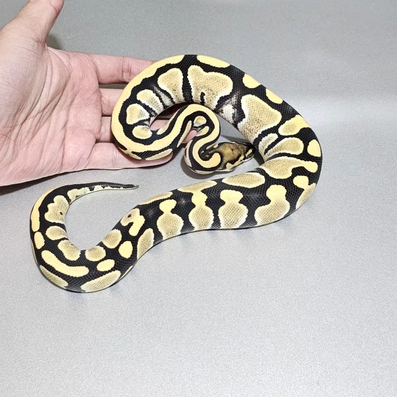 Desert Ghost 66% Het Pied