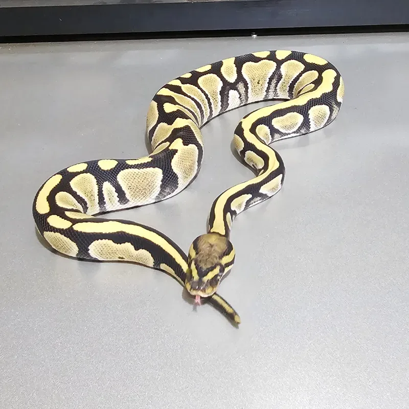 Desert Ghost 66% Het Pied