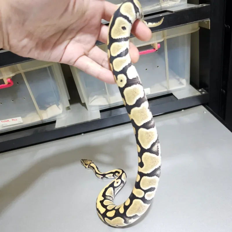 Desert Ghost 66% Het Pied