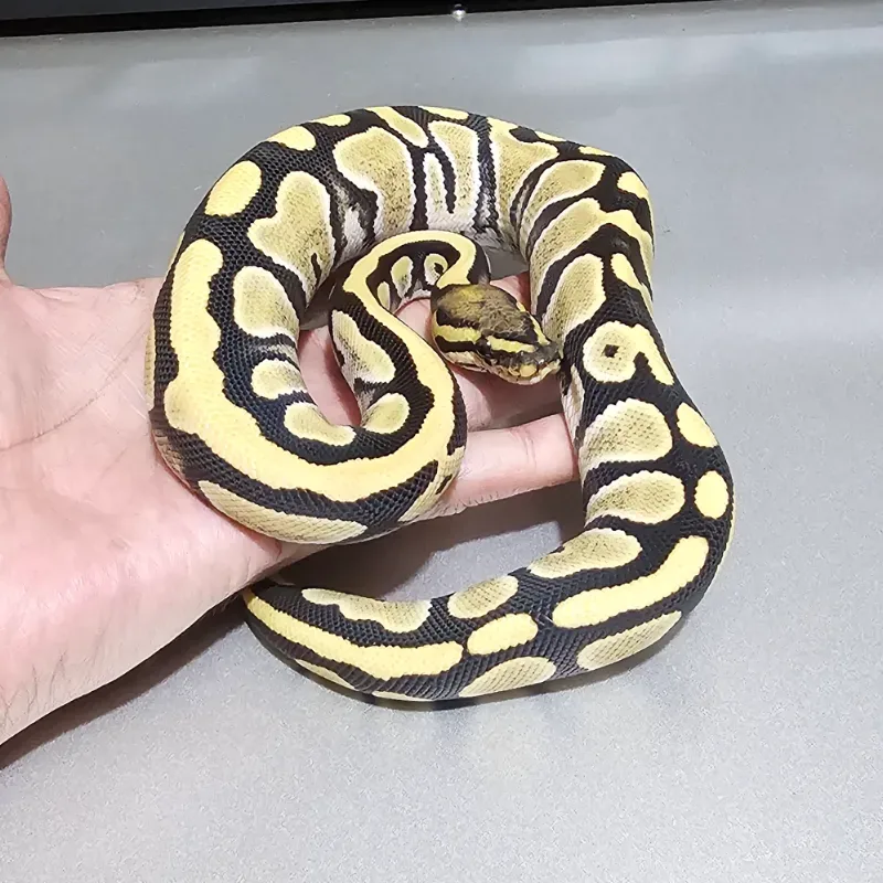Desert Ghost 66% Het Pied