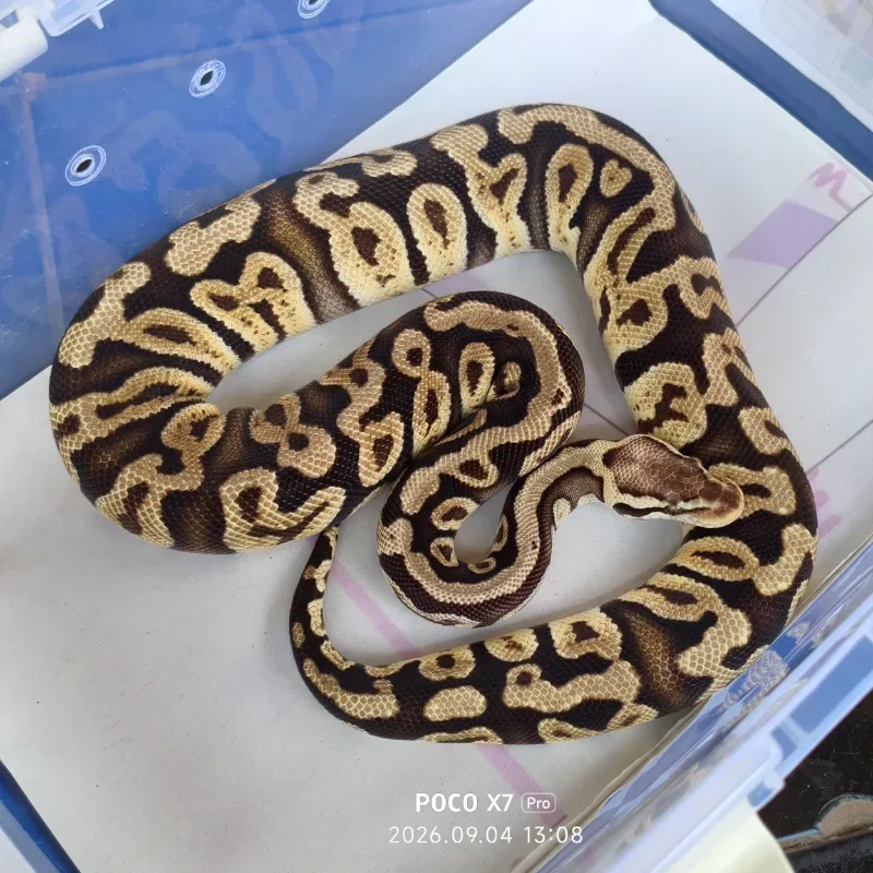 Ghi pastel het clown