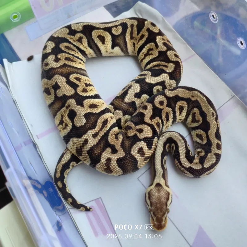 Ghi pastel het clown
