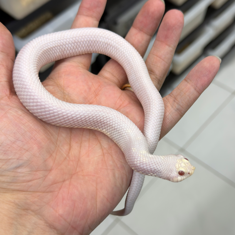 Super arctic lucy albino