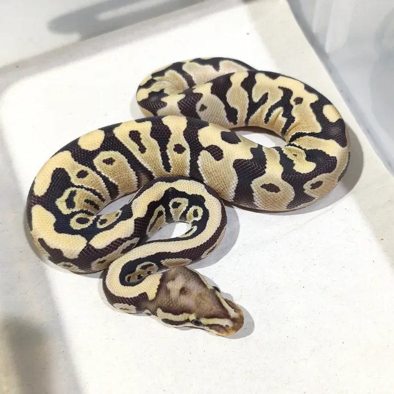 Desert Ghost Pos Het Clown Pos Het Pied