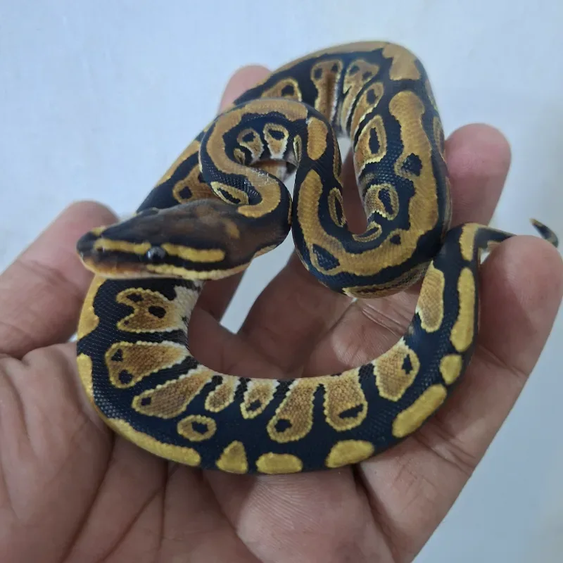 Fire Het Clown Het Lavender Albino