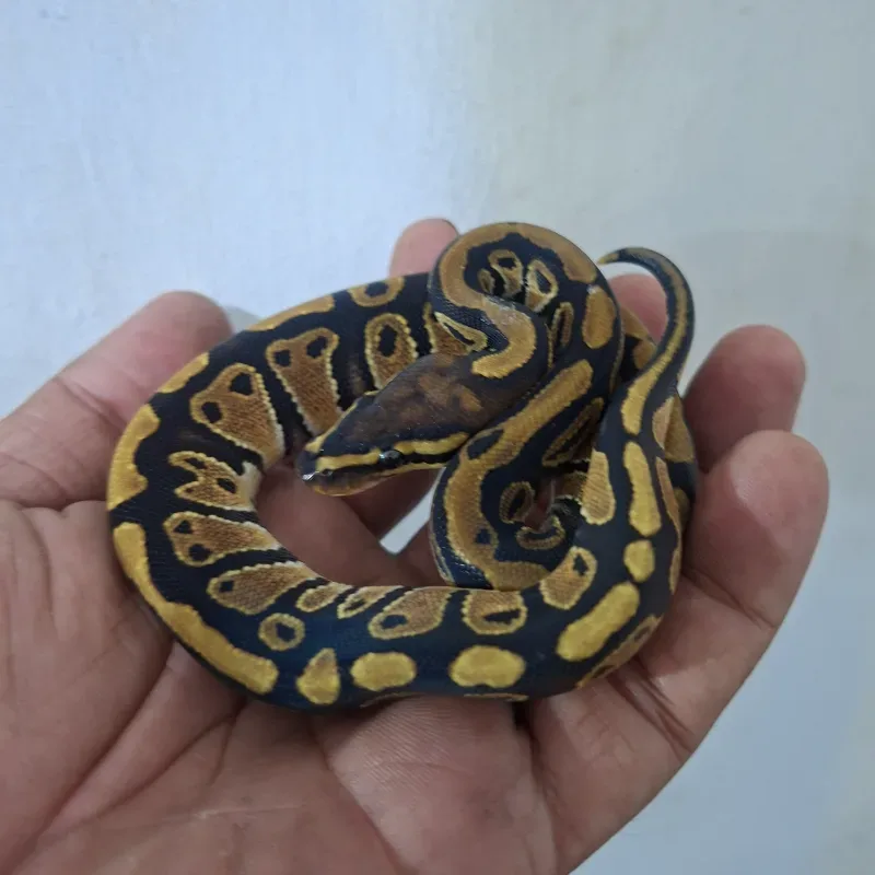 Fire Het Clown Het Lavender Albino