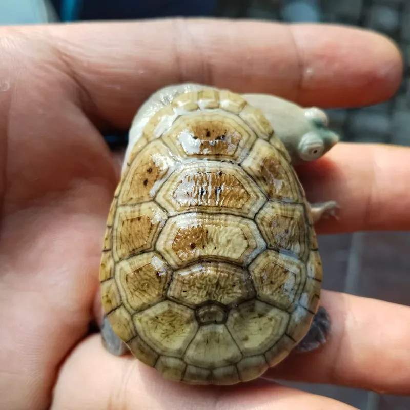 Animal