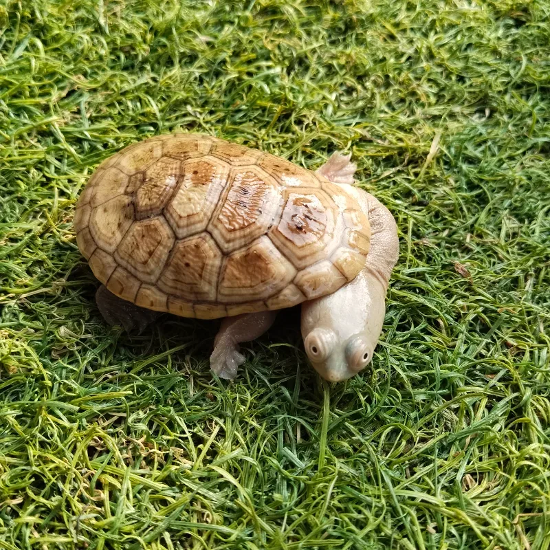 Animal
