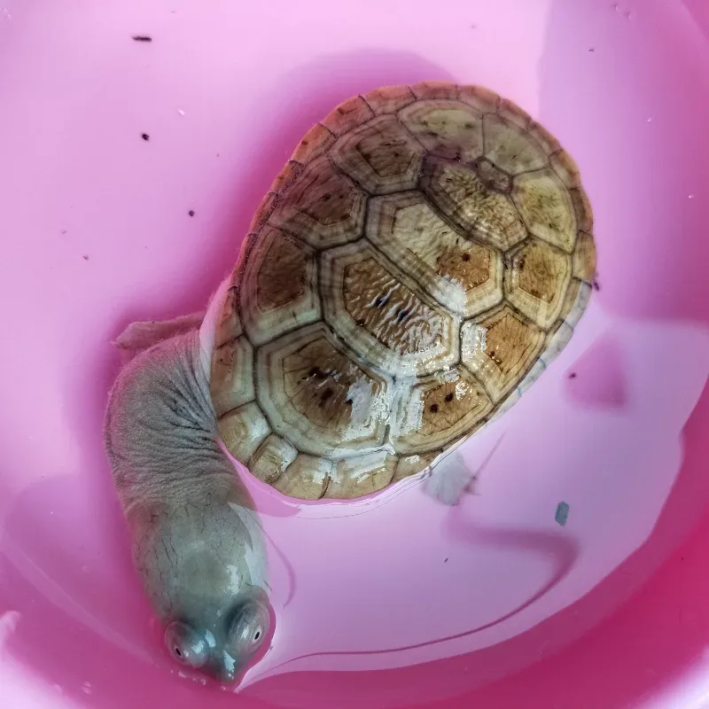 Animal