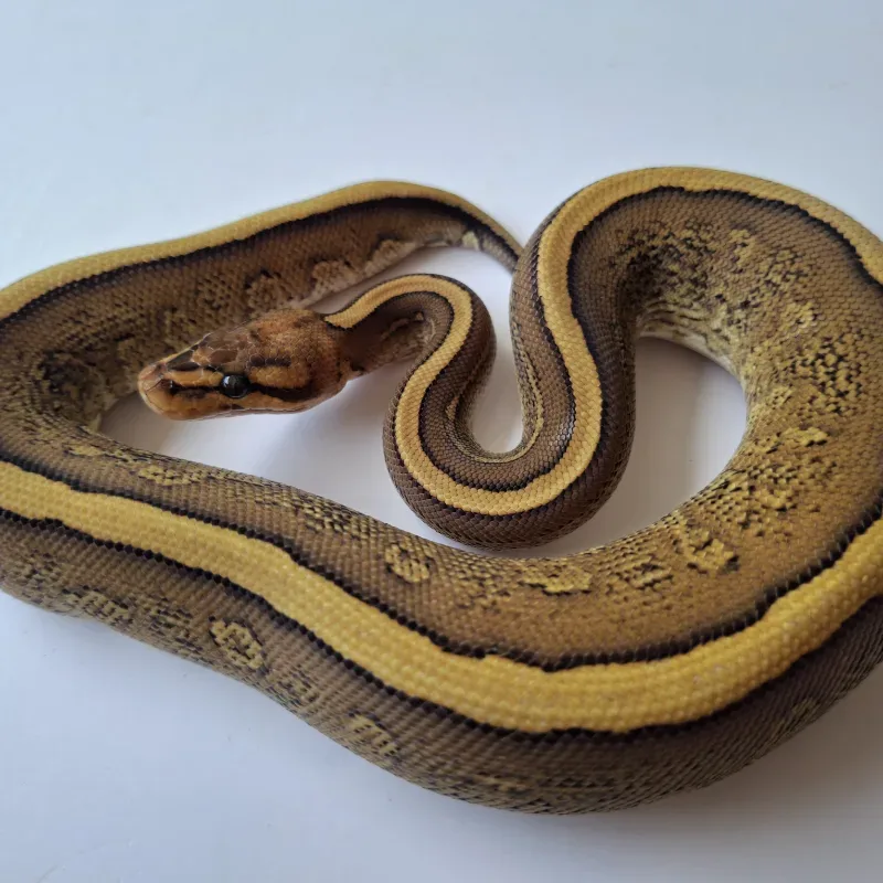 Redstripe Cypress Yellowbelly/Specter het Hypo ph Clown